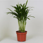 Areca palm Ø12cm ↕35cm