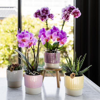 Plantenstandaard hout rond 12 cm