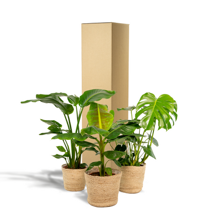 Kamerplantenmix Met Monstera Deliciosa En Alocasia Zebrina