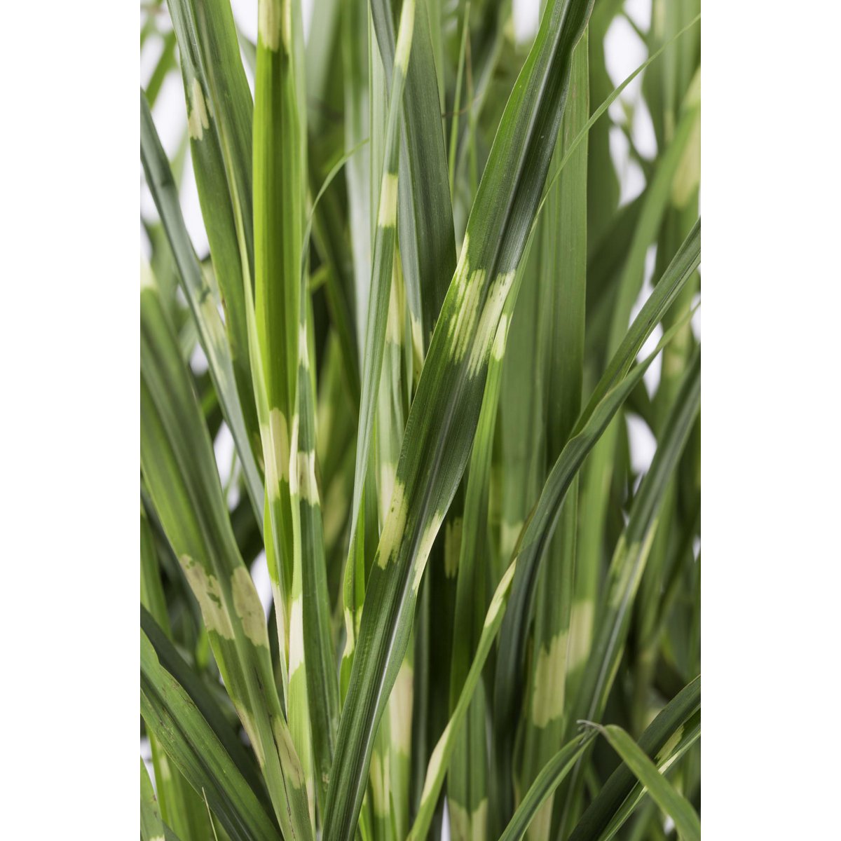 Siergras Miscanthus sinensis 'Strictus' Ø23x60cm