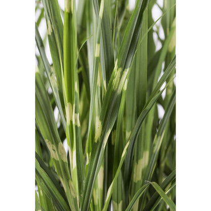 Siergras Miscanthus sinensis 'Strictus' Ø23x60cm