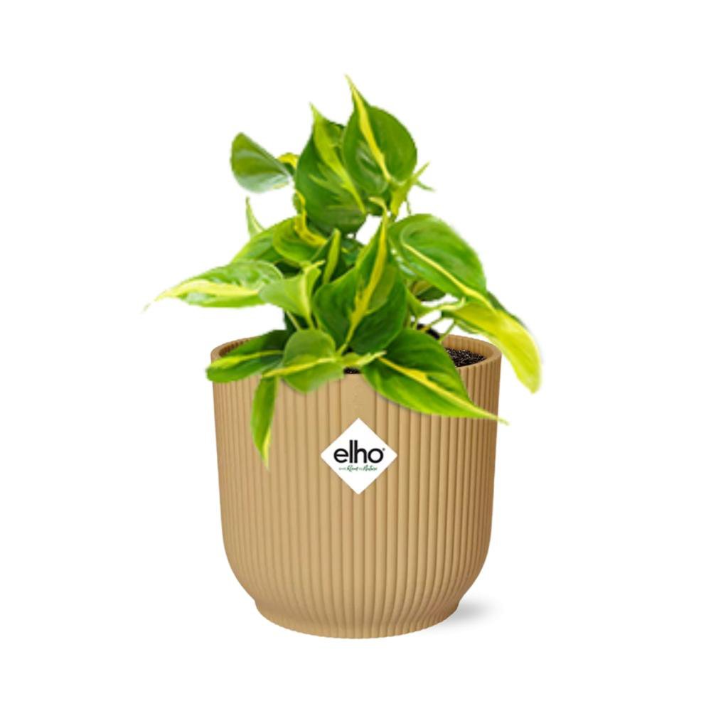 Philodendron klimmen 'Brazilië' in Elho Vibes Fold 14cm Geel