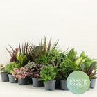 Greenmix Greenss 24 Plants Diameter 8.5 Cm Height 10 Cm