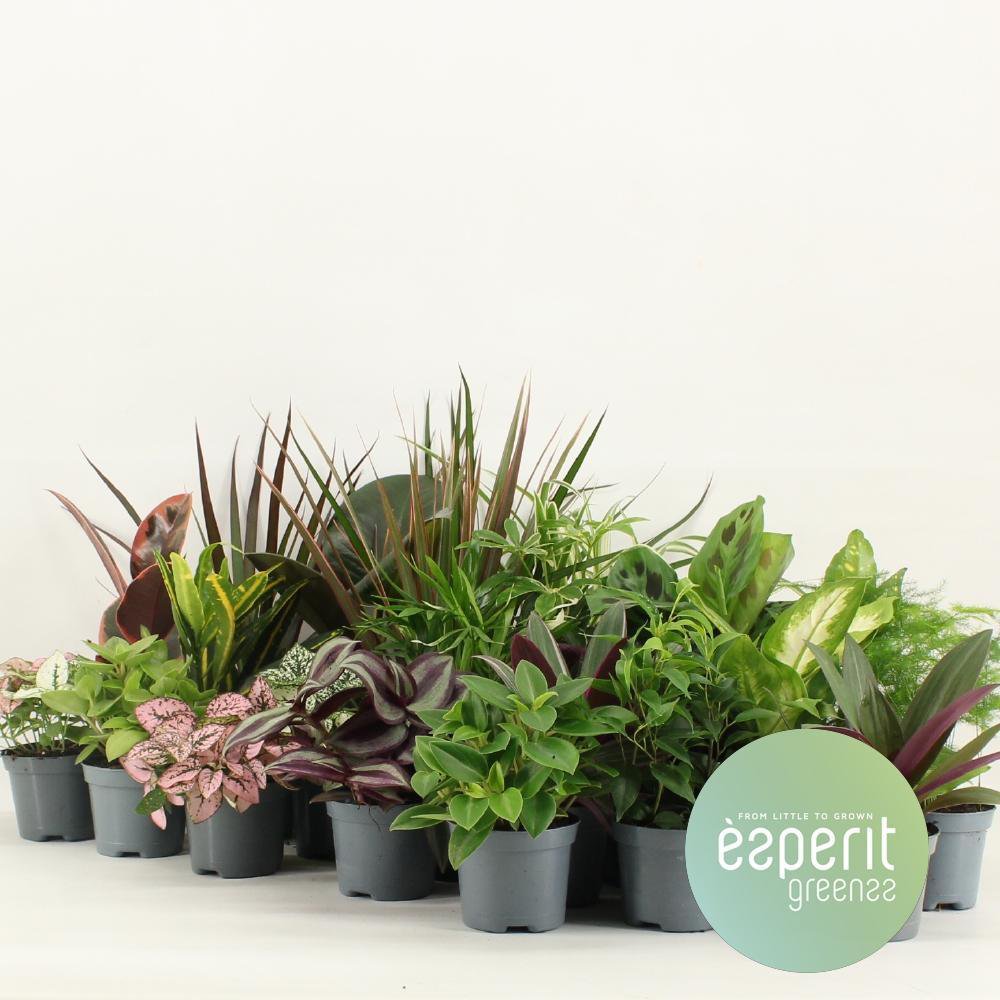 Groenmix Greenss 24 stuks Ø8,5x10 cm
