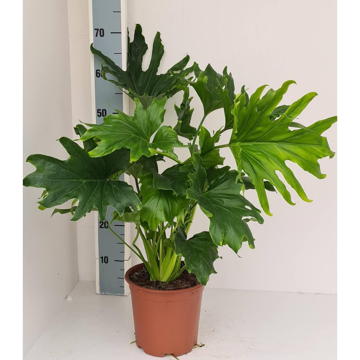 Philodendron Lickety Split - Ø19cm - ↕70cm