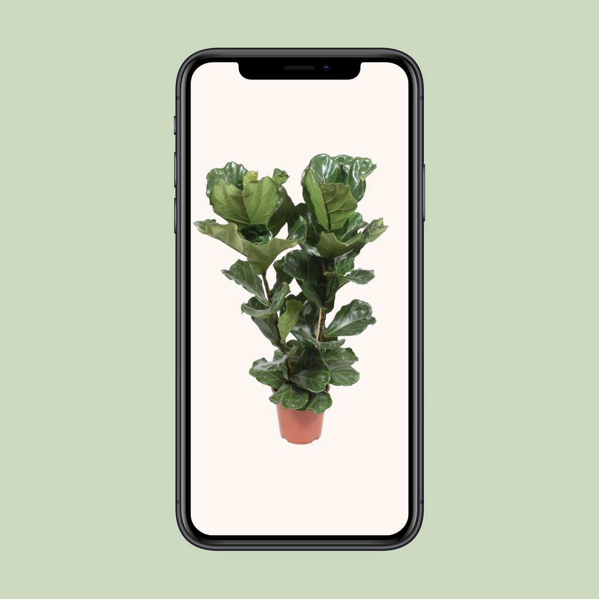 Ficus Lyrata kamerplant 100 cm