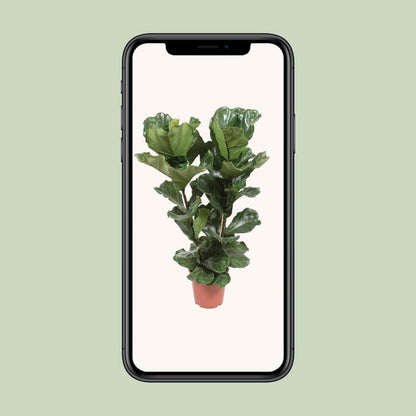 Ficus Lyrata kamerplant 100 cm