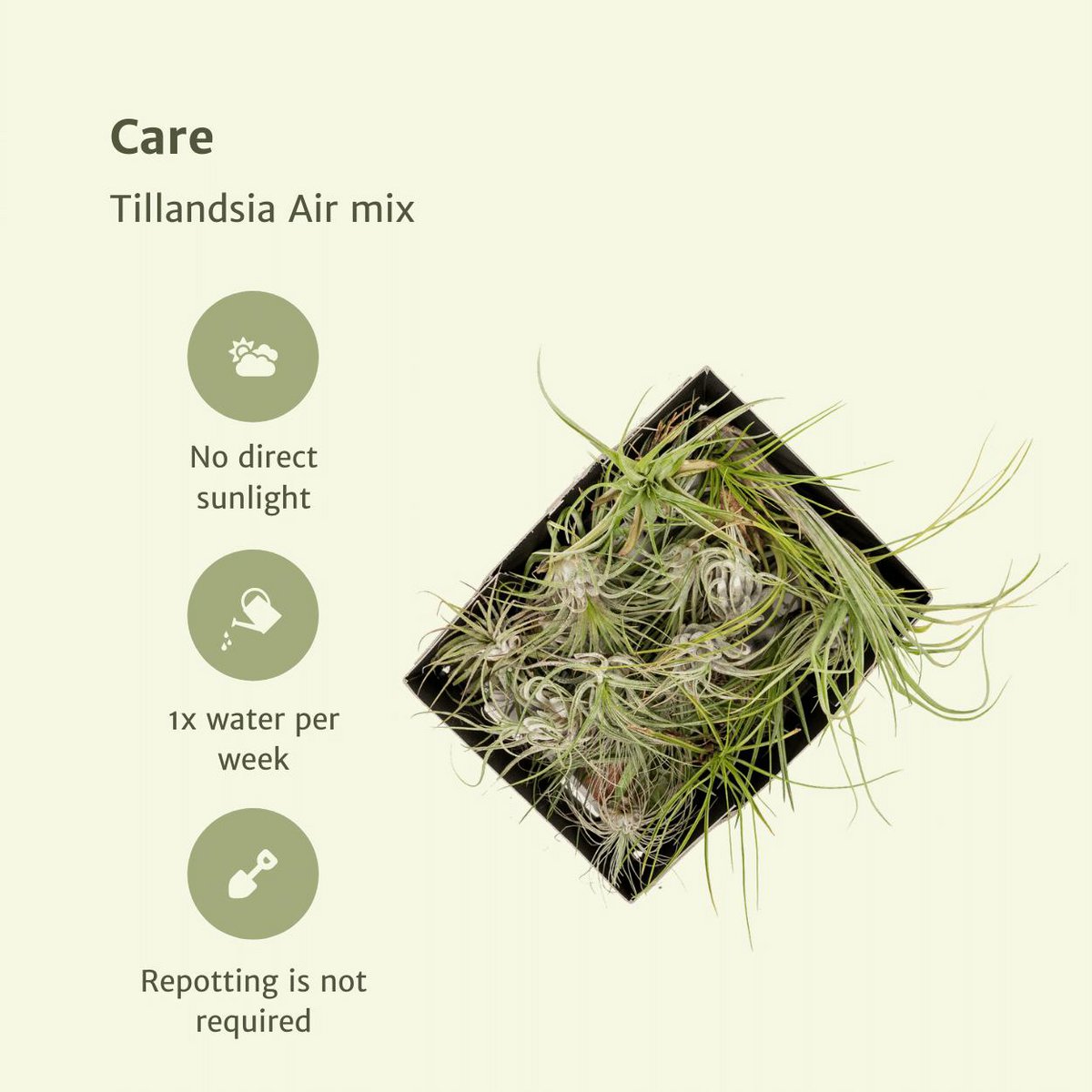 Tillandsia Air mix - 10 stuks - ø6cm - ↕6cm