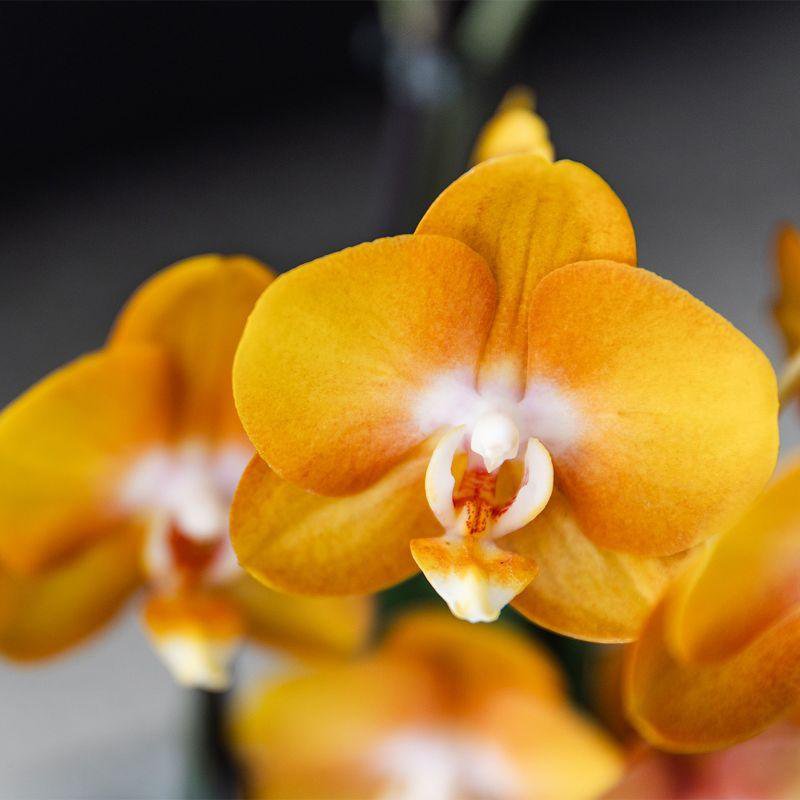 Oranje Orchideeënset in Rieten Mand met Waterreservoir