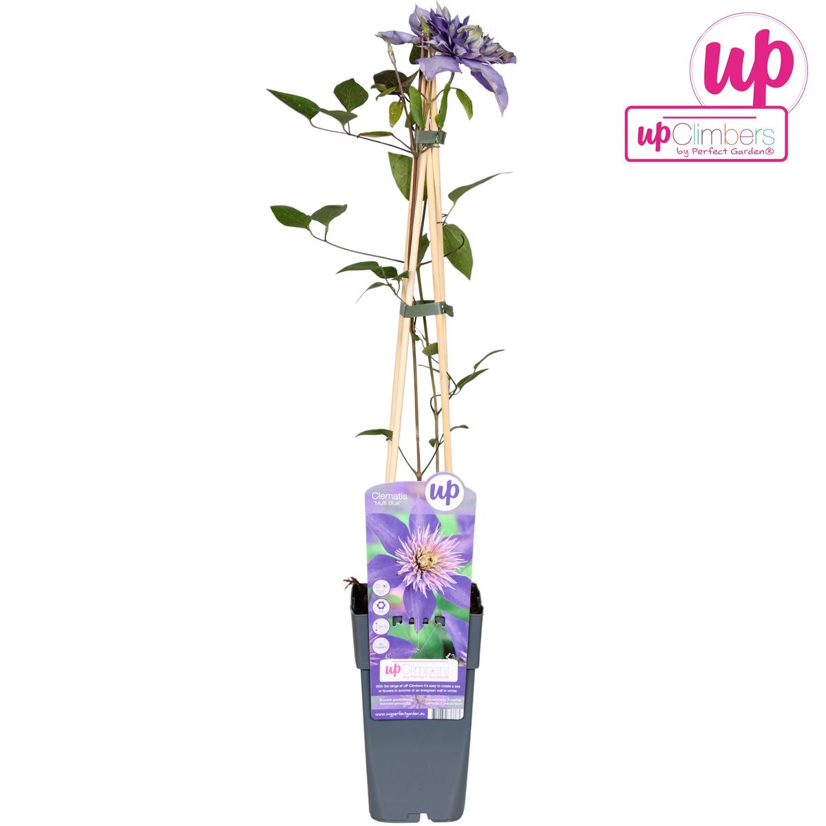 Clematis Multi Blue bosrank Ø15cm 65cm