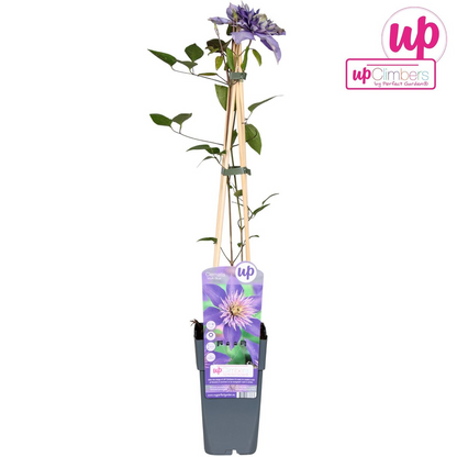 Clematis Multi Blue bosrank Ø15cm 65cm