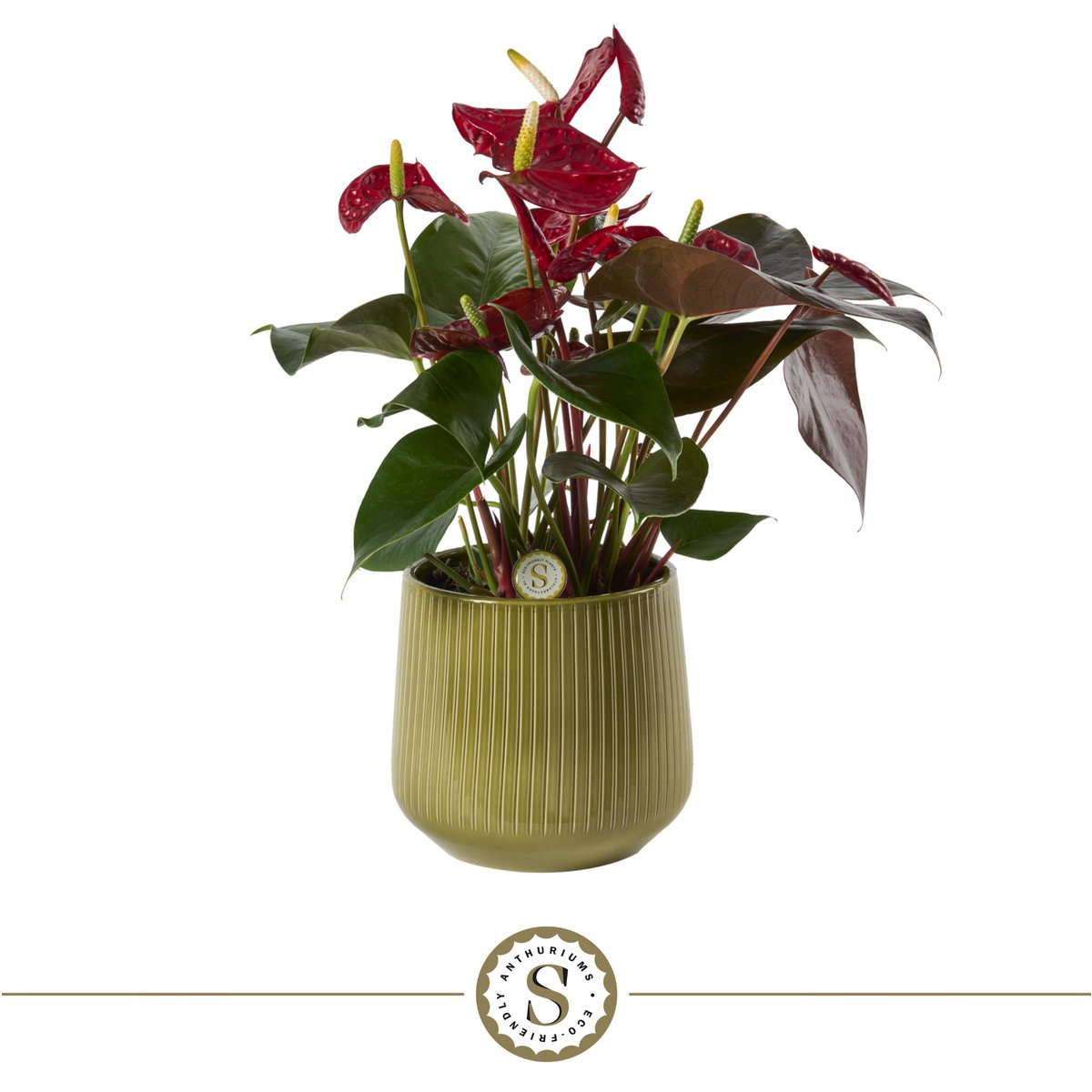 Anthurium Coral arrangement met keramieken pot 16x40 cm groen