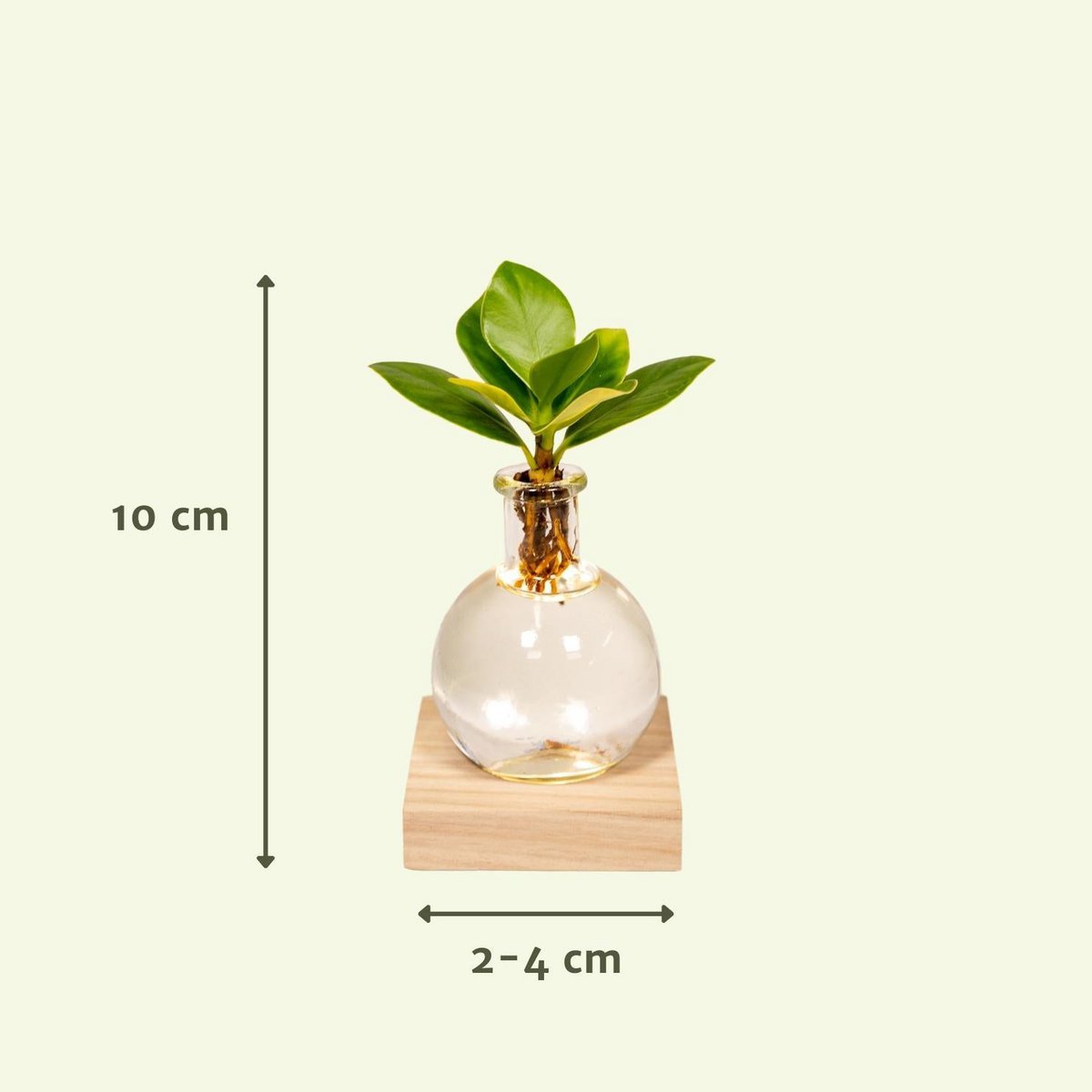 Decoratieglas met LED Clusia Ø4x10cm