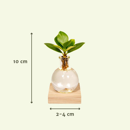 Decoratieglas met LED Clusia Ø4x10cm