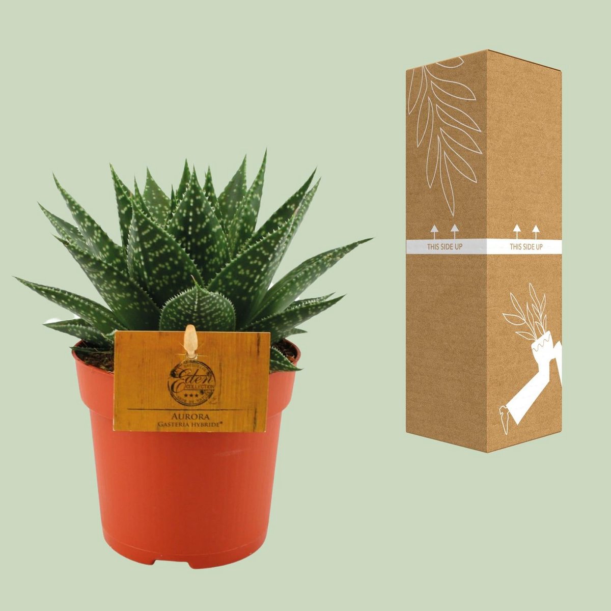Kamerplant Gasteria Hybrid Aurora Ø11cm 15cm