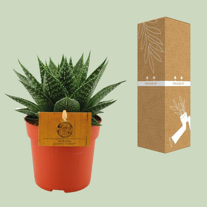 Kamerplant Gasteria Hybrid Aurora Ø11cm 15cm