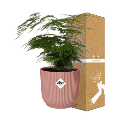 Asparagus Setaceus 'Plumosus' in ELHO Vibes Fold 14cm pink
