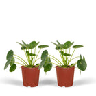 2x Pilea Peperomiodes - Chinese Money Plant - 20cm - ø12