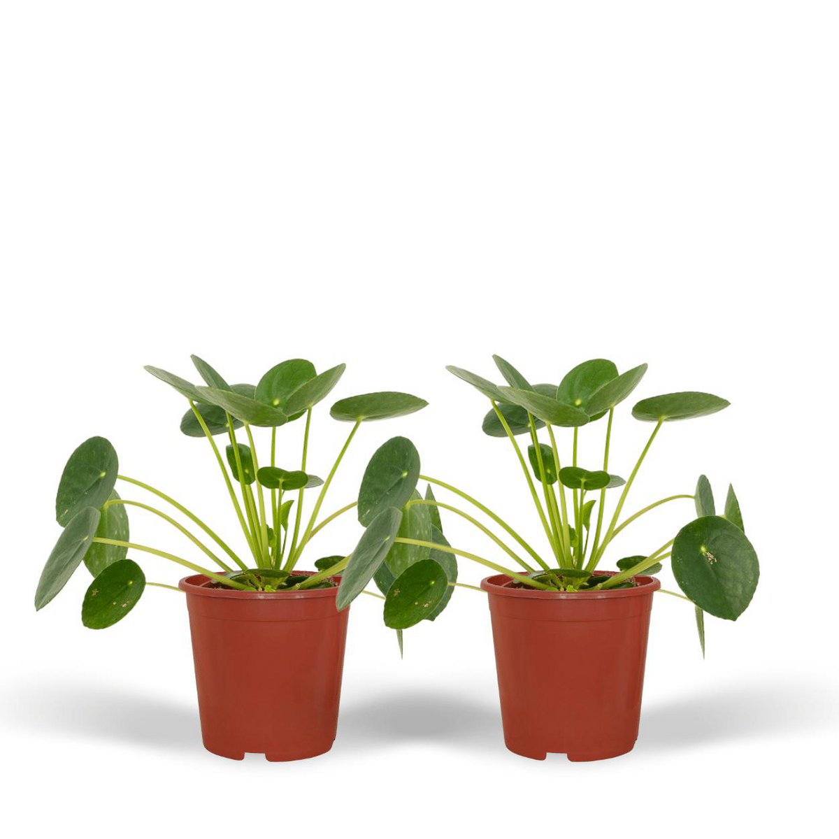 2x Pilea Peperomiodes - Chinese Money Plant - 20cm - ø12