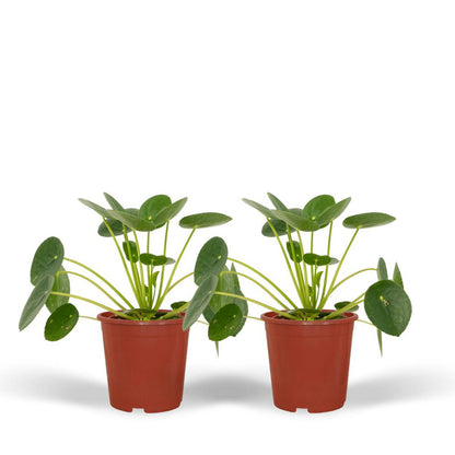 2x Pilea Peperomiodes - Chinese Money Plant - 20cm - ø12