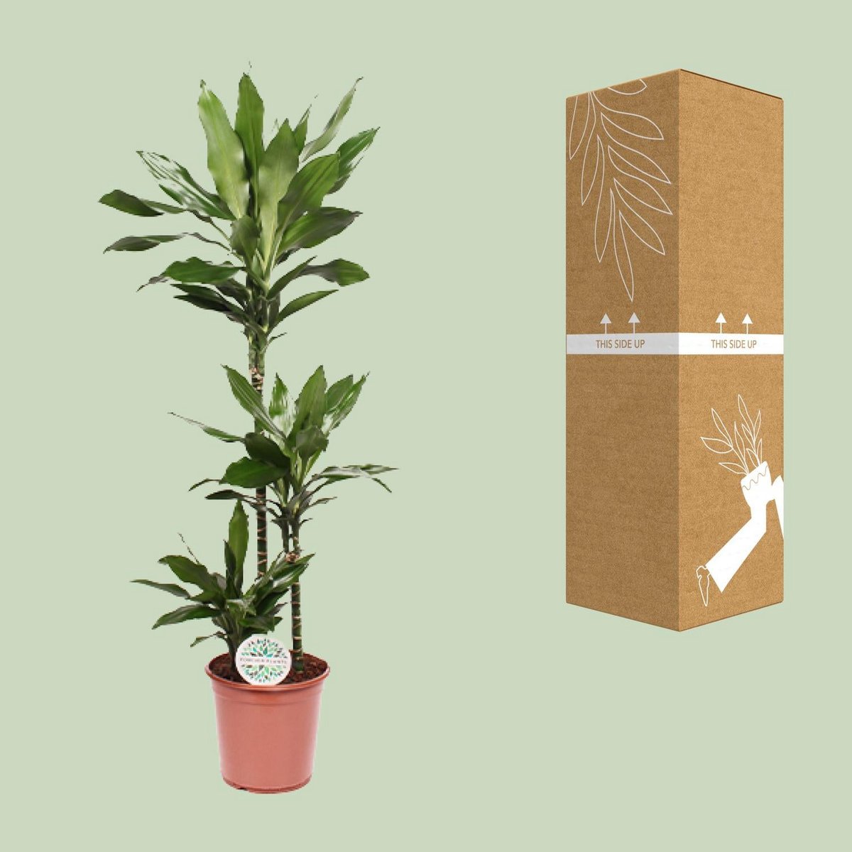 Dracaena Janet Lind 130 cm pot Ø24 cm