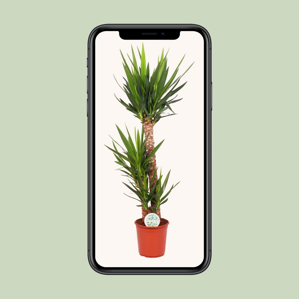 Yucca P24, 90+45+20 (3+ KOP) | [P24-H125]