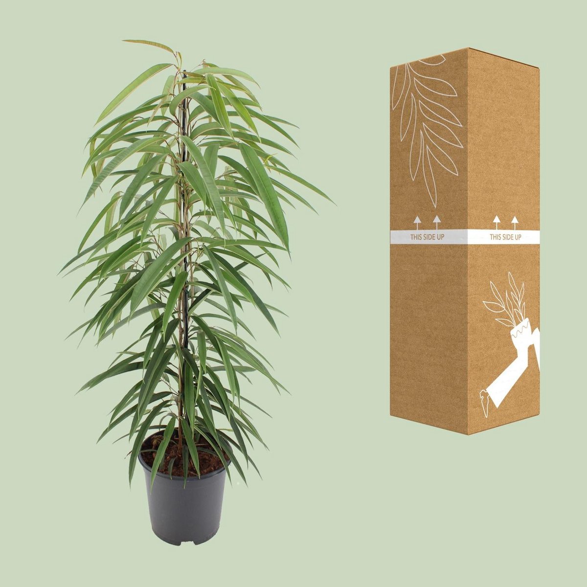 Ficus Binnendijkii Alii kamerplant Ø21cm ↕80cm