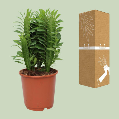 Euphorbia Trigona Ø12 cm 40 cm
