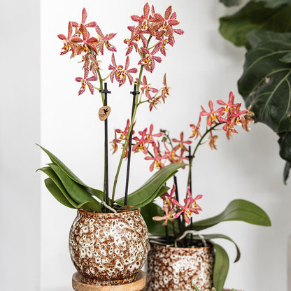 Plantenpot keramiek beige Ø12 cm
