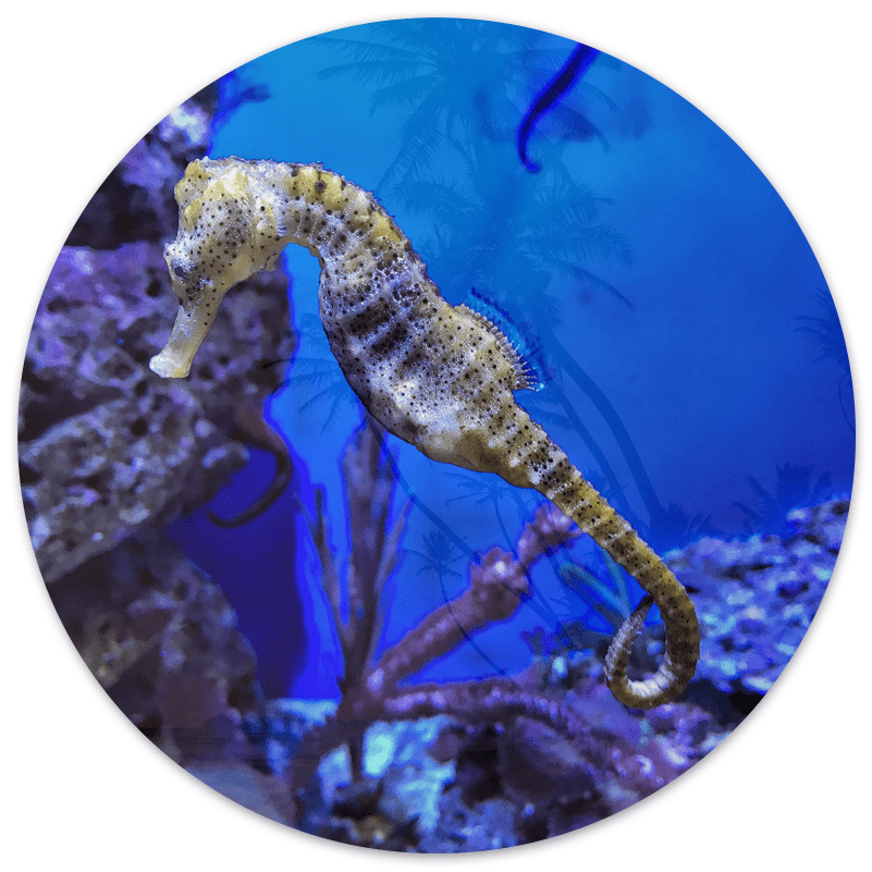 Seahorse wall circle