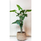 Kunstplant Alocasia 150 cm groen