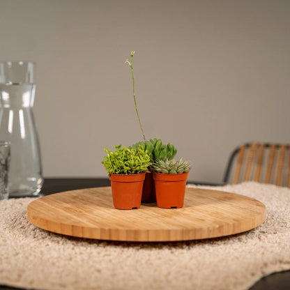 Succulenten mix 10 stuks potmaat 7 cm