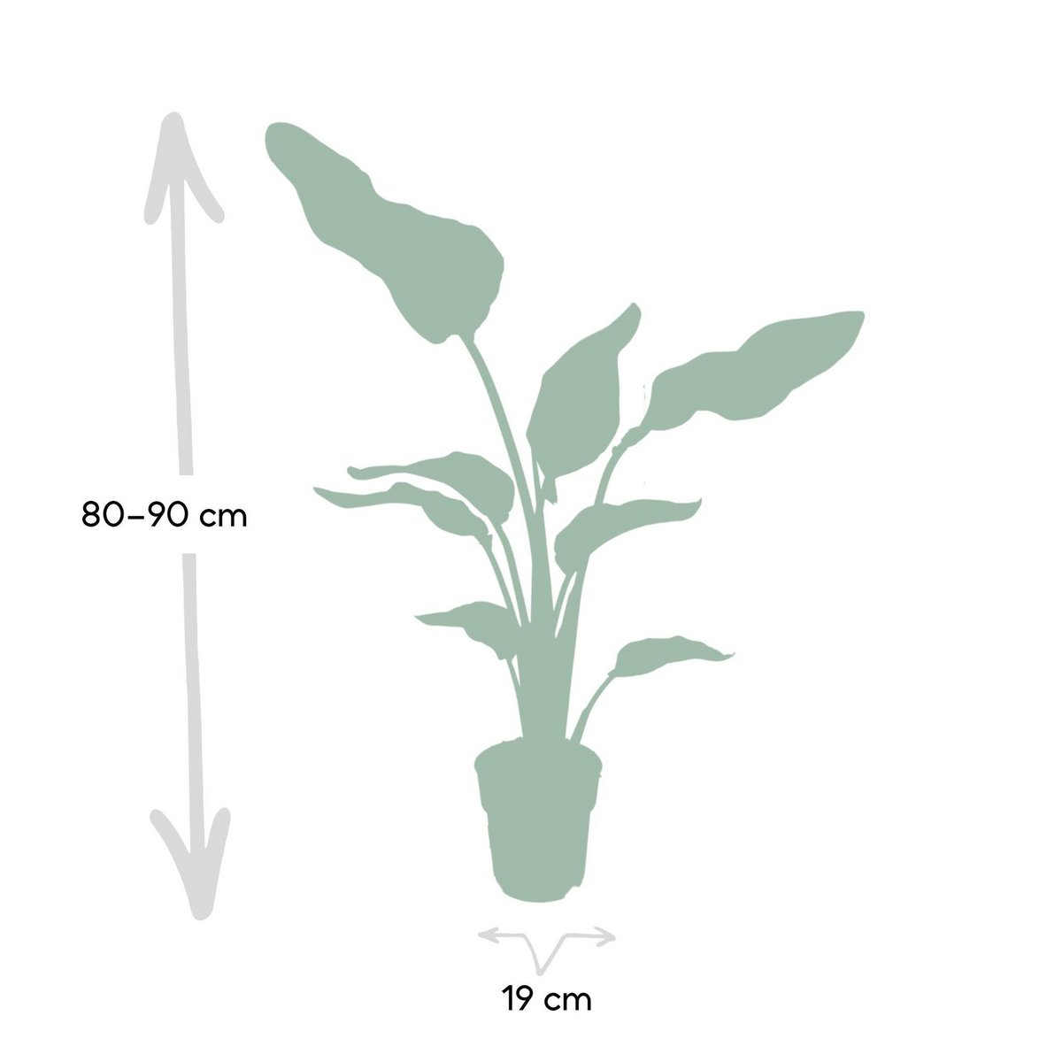 Strelitzia Nicolai kamerplant Ø19cm ↕80cm