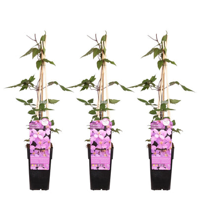 3x - Clematis Montana var. Rubens ' - ↨65cm - Ø15