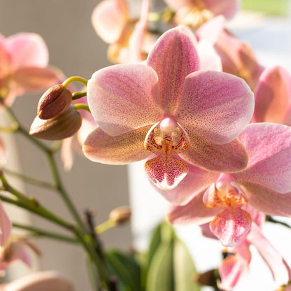 Oudroze Phalaenopsis Orchidee (Treviso) | Bloeiende Kamerplant Ø12cm pot