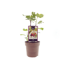 Kamerplant Ficus Brown Turkije Ø15cm 40cm