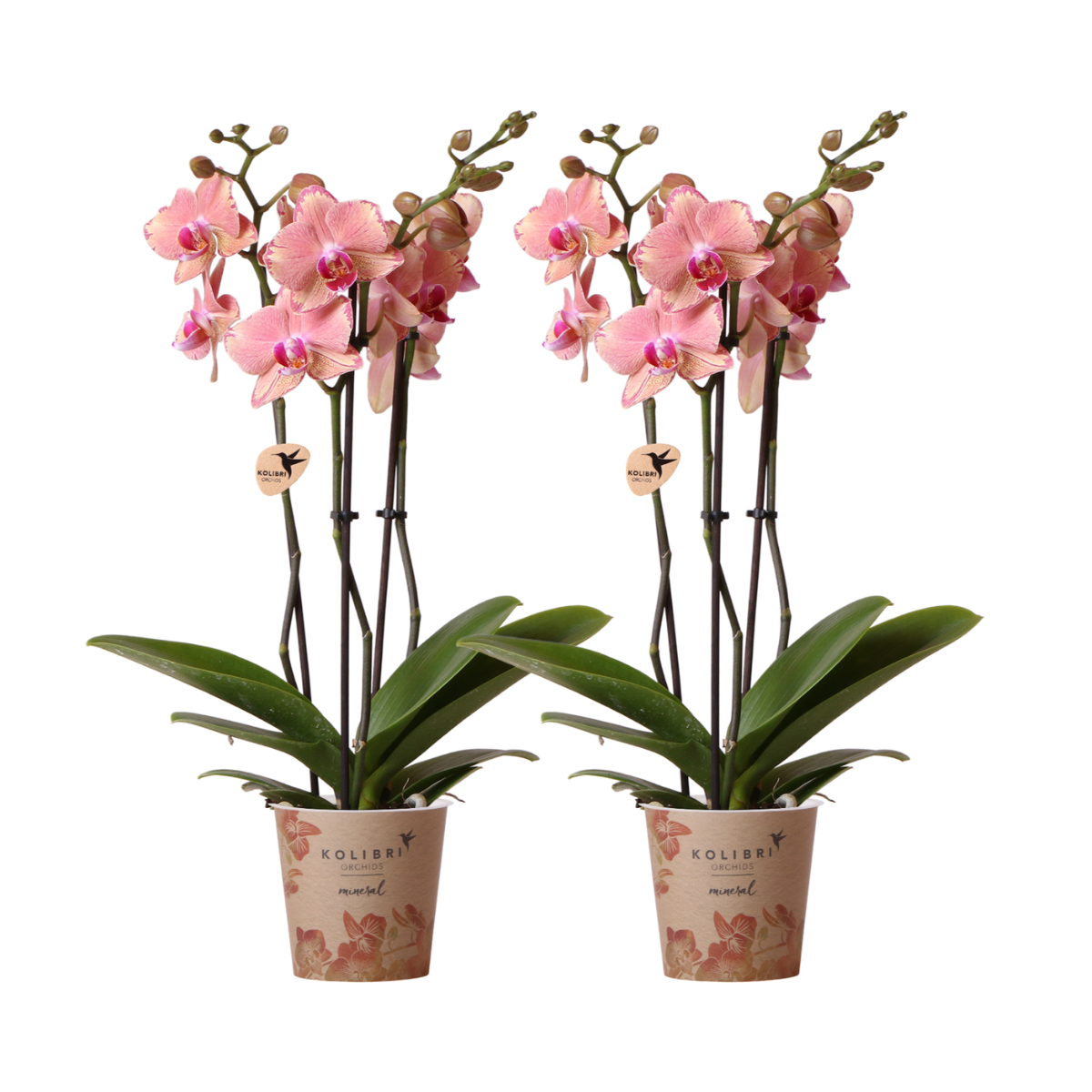 2 Phalaenopsis Orchideeën 'Pirate Picotee' | Bloeiende Kamerplanten, Ø12cm Pot