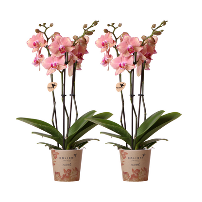 2 Phalaenopsis Orchideeën 'Pirate Picotee' | Bloeiende Kamerplanten, Ø12cm Pot