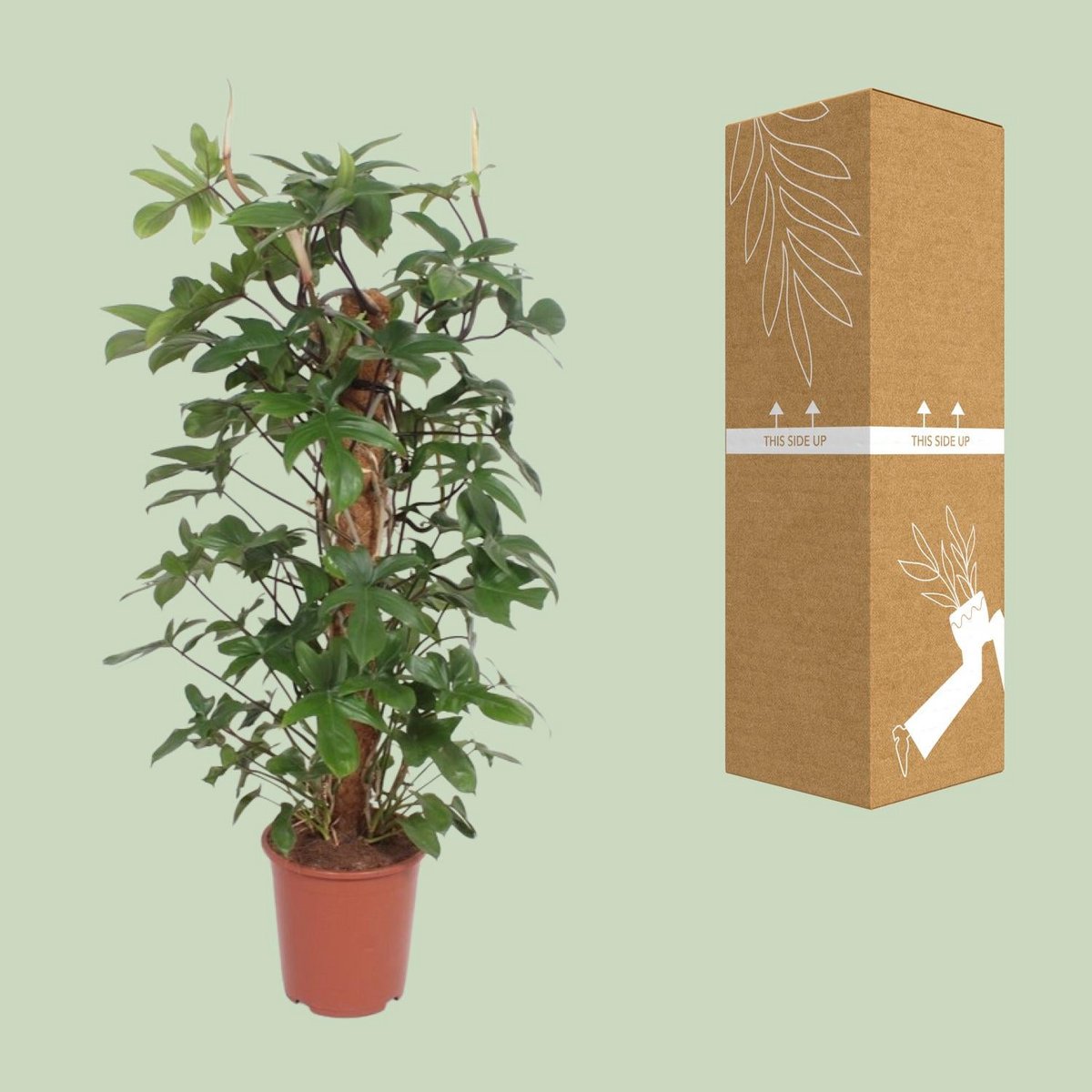 Philodendron Pedatum kamerplant 130 cm potmaat 27 cm