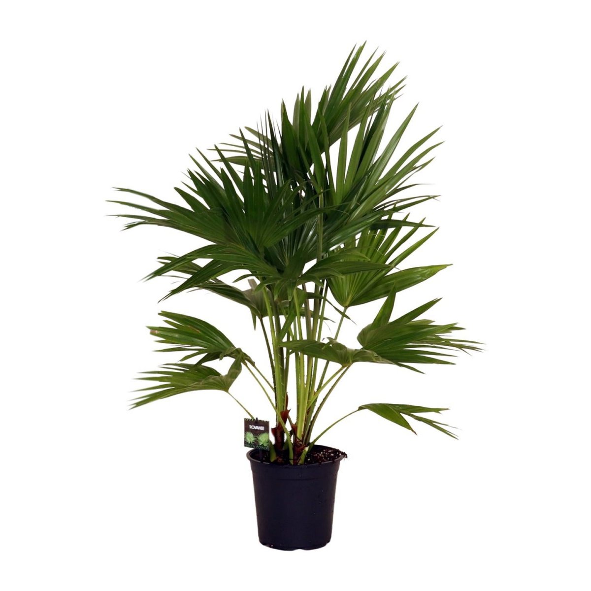 Livistona Chinensis kamerplant 100 cm potmaat 24 cm