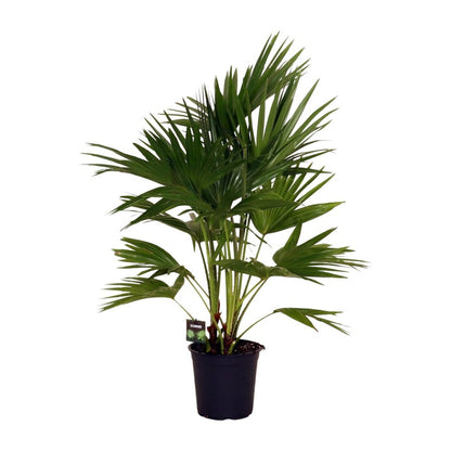 Livistona Chinensis kamerplant 100 cm potmaat 24 cm