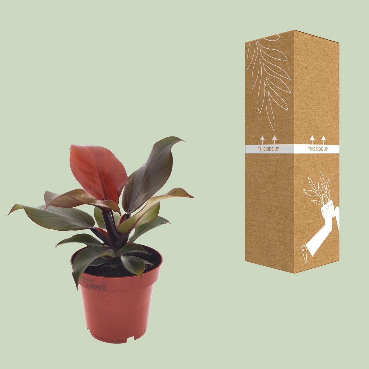 Kamerplant Philodendron Imperial Red Ø12cm 25cm