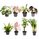Mini plantjes verrassingsbox 8 stuks Ø6 cm