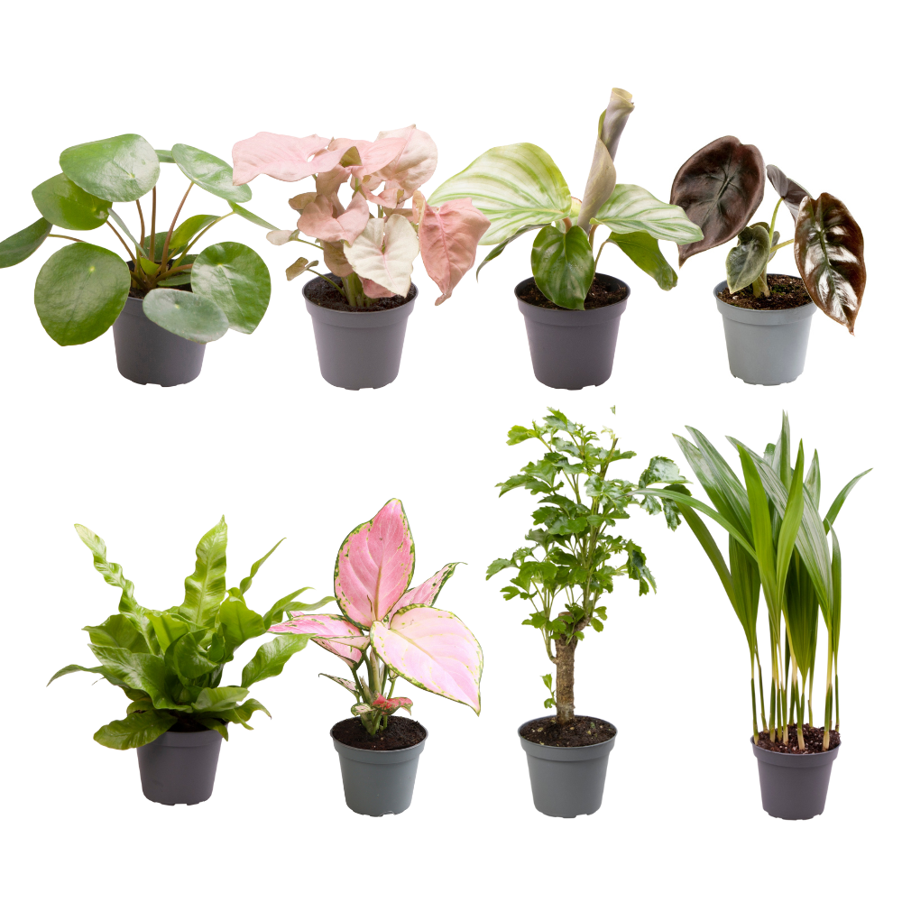 Mini plantjes verrassingsbox 8 stuks Ø6 cm