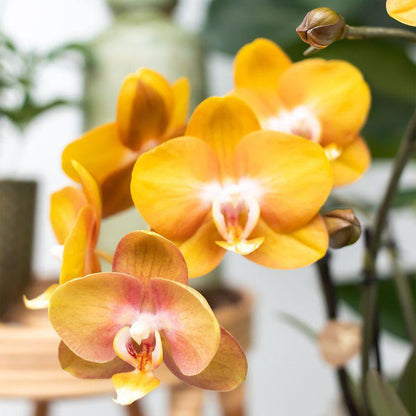 Oranje Orchideeënset in Rieten Mand met Waterreservoir