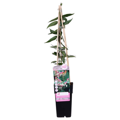 Kamperfoelie Lonicera Henryi Ø15cm 65cm wintergroen