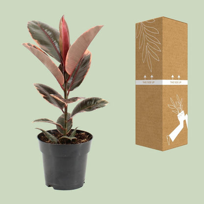 Kamerplant Ficus elastica Belize Ø17cm ↕55cm