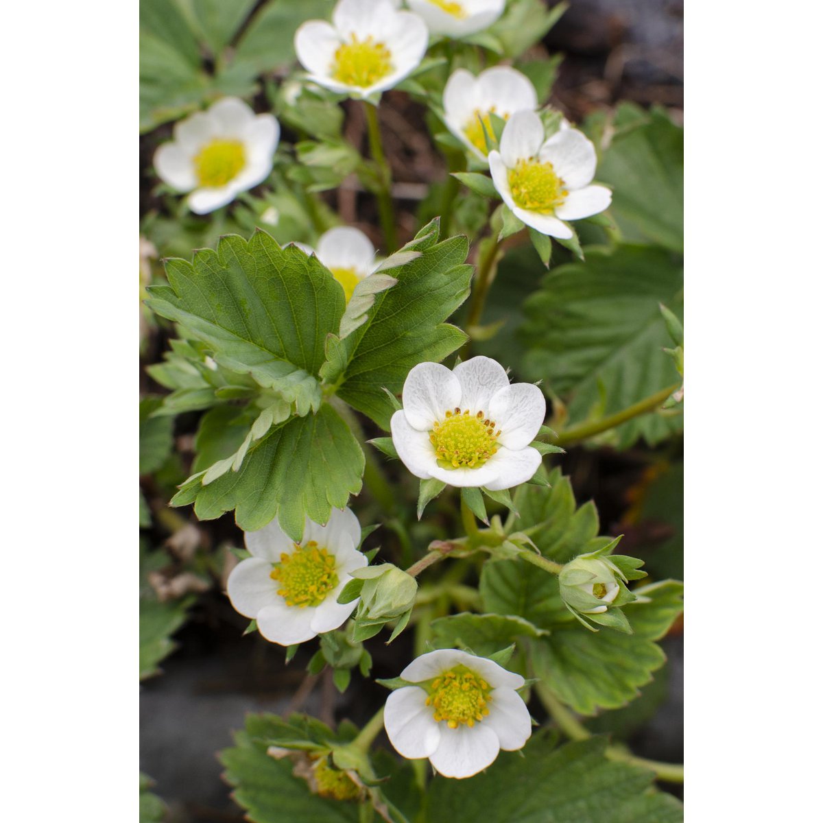 Fragaria x ananas Delizzimo - Strawberry - Ø13cm - ↕45cm