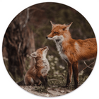 Wall circle foxes