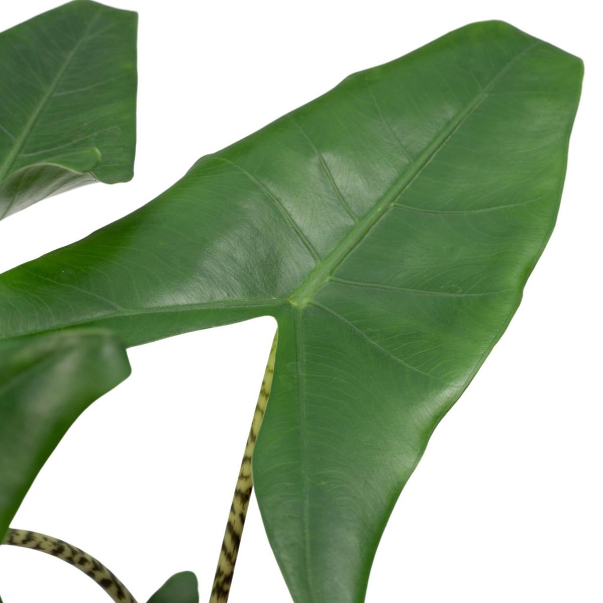 Kamerplant Alocasia Zebrina Ø19cm 75cm